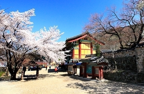 갑사